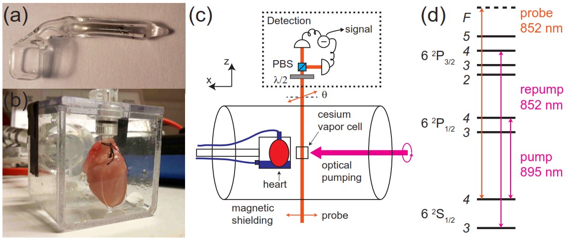 Experimental setup. (a) Picture of the cesium vapor cell. (b) Picture of an isolated guinea-pig heart inside a plastic chamber. (c) Schematics of the experimental setup. λ/2: half-wave plate, PBS: polarizing beamsplitter. The magnetic field from the heart affects the cesium atomic spins which in turn rotates the polarization of the probe light by an angle θ. This polarization rotation is detected with a balanced polarimeter (shown inside the dashed-line box). (d) Cesium atom level scheme and laser frequencies.